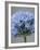 Allium flower-Clive Nichols-Framed Photographic Print