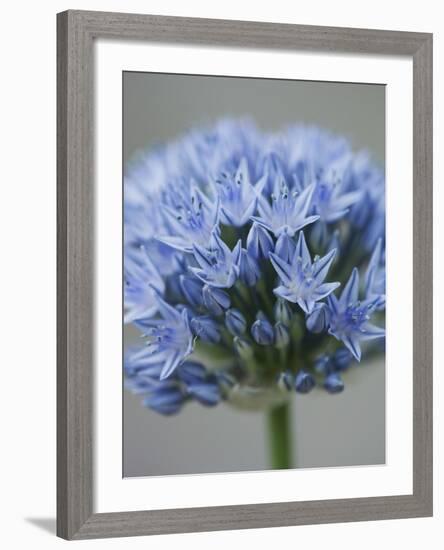 Allium flower-Clive Nichols-Framed Photographic Print