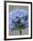 Allium flower-Clive Nichols-Framed Photographic Print