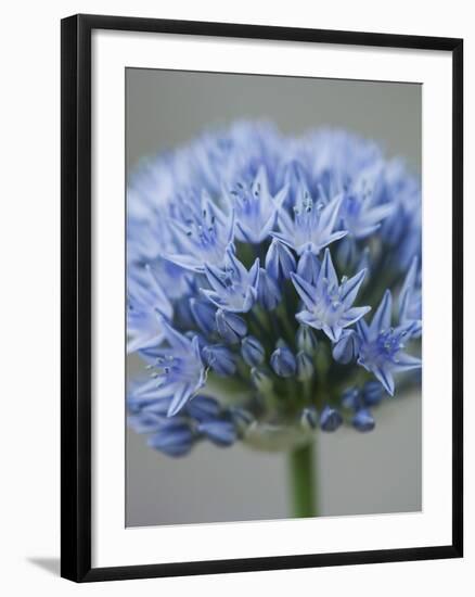 Allium flower-Clive Nichols-Framed Photographic Print