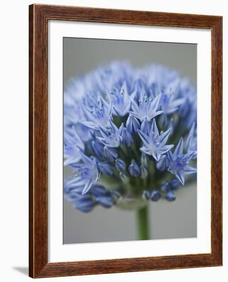 Allium flower-Clive Nichols-Framed Photographic Print