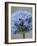Allium flower-Clive Nichols-Framed Photographic Print
