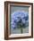 Allium flower-Clive Nichols-Framed Photographic Print