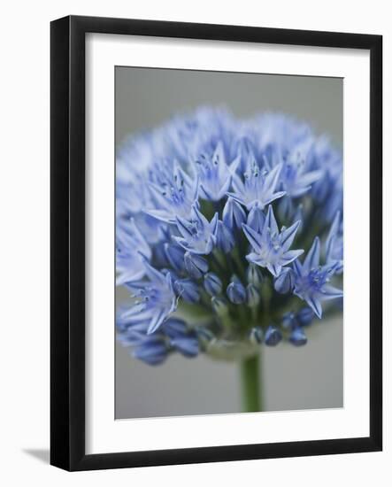 Allium flower-Clive Nichols-Framed Photographic Print