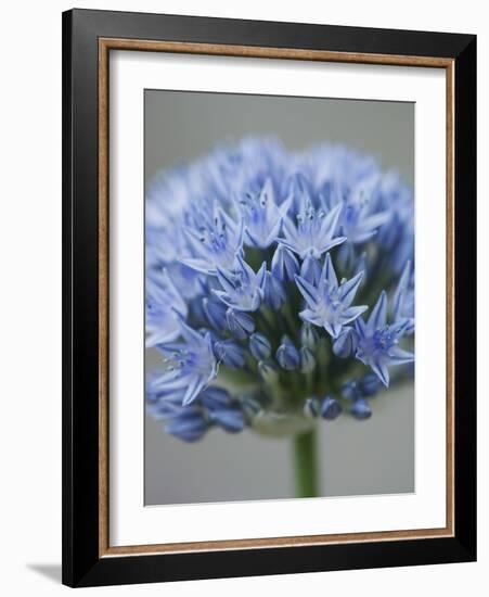 Allium flower-Clive Nichols-Framed Photographic Print