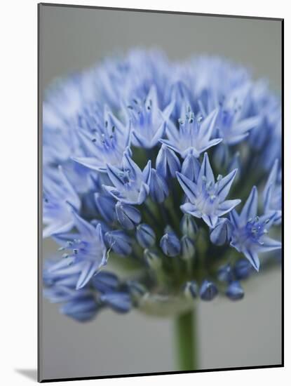 Allium flower-Clive Nichols-Mounted Photographic Print