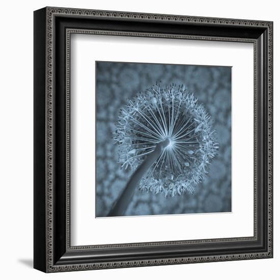 Allium Garlic Flower Close-Up-null-Framed Premium Giclee Print