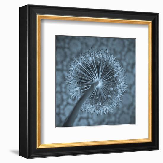 Allium Garlic Flower Close-Up-null-Framed Premium Giclee Print