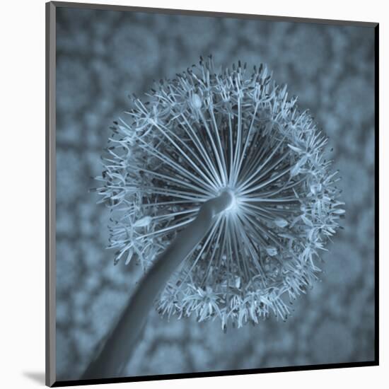 Allium Garlic Flower Close-Up-null-Mounted Art Print