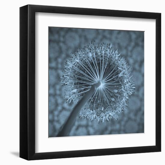 Allium Garlic Flower Close-Up-null-Framed Art Print