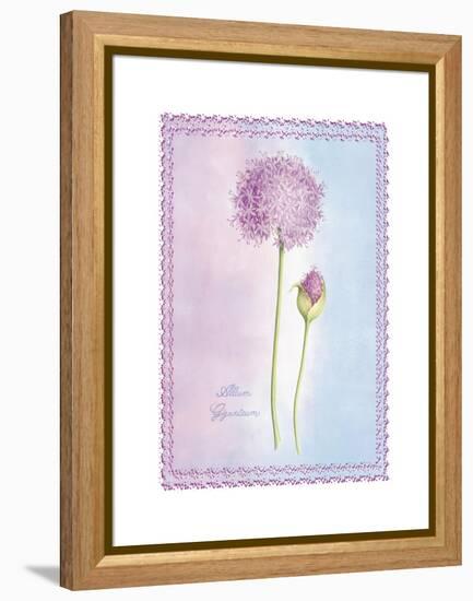 Allium Giganteum-Nicola Rabbett-Framed Stretched Canvas