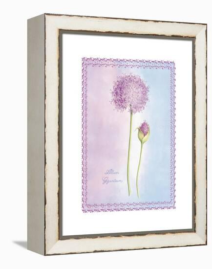 Allium Giganteum-Nicola Rabbett-Framed Stretched Canvas