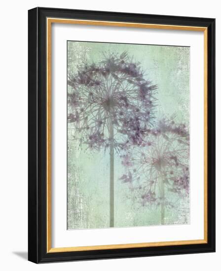 Allium Globe Master-Judy Stalus-Framed Photographic Print