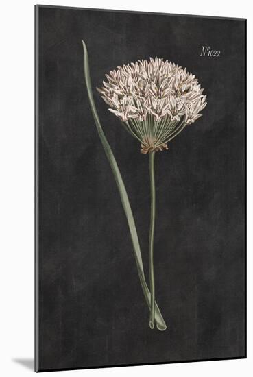 Allium I on Black-Wild Apple Portfolio-Mounted Art Print