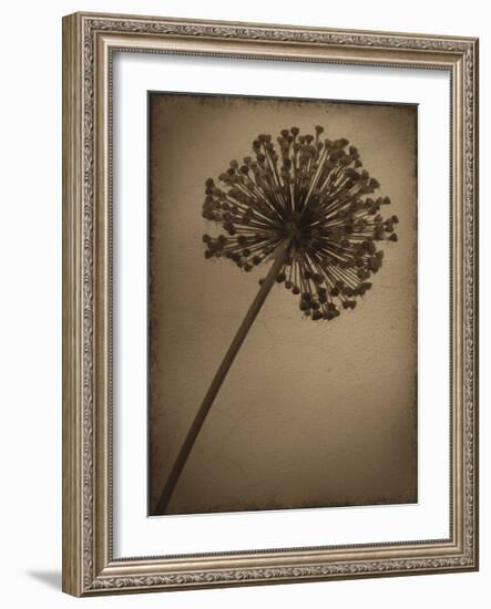 Allium I-Heather Jacks-Framed Giclee Print