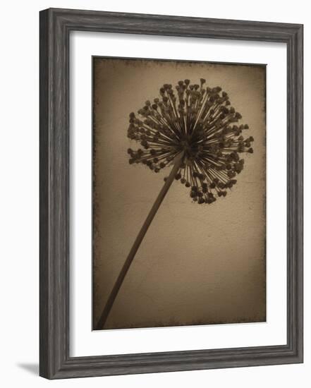 Allium I-Heather Jacks-Framed Giclee Print