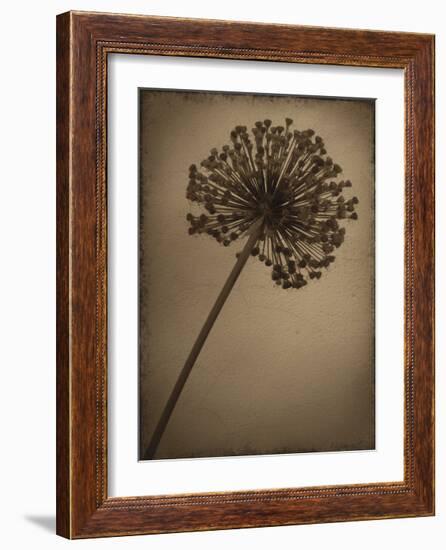 Allium I-Heather Jacks-Framed Giclee Print