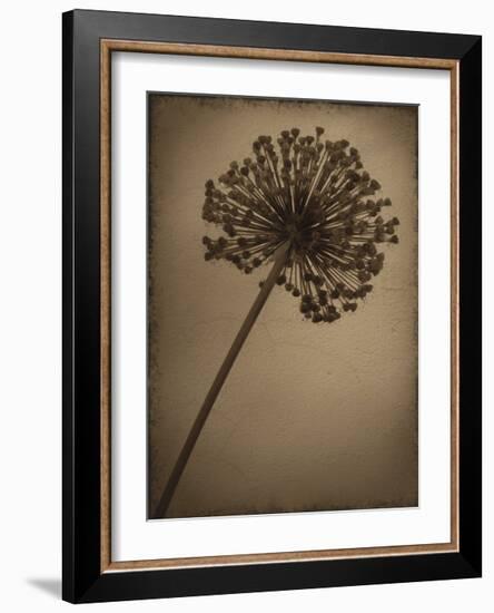 Allium I-Heather Jacks-Framed Giclee Print