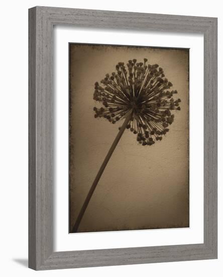 Allium I-Heather Jacks-Framed Giclee Print