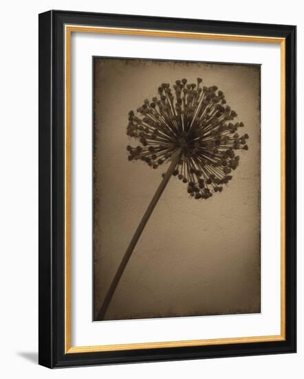 Allium I-Heather Jacks-Framed Giclee Print