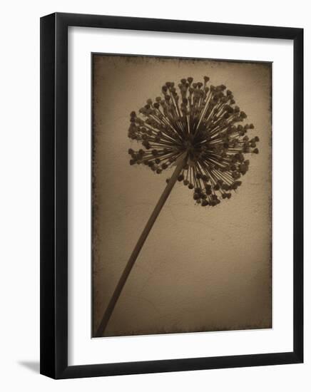 Allium I-Heather Jacks-Framed Giclee Print