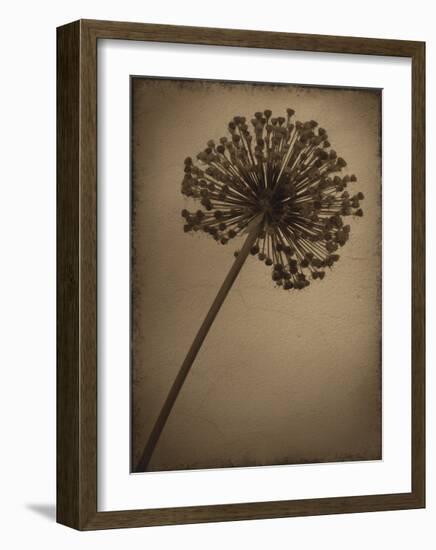 Allium I-Heather Jacks-Framed Giclee Print