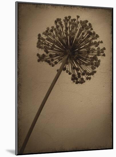 Allium I-Heather Jacks-Mounted Giclee Print