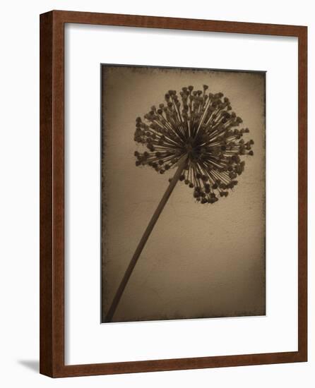 Allium I-Heather Jacks-Framed Giclee Print