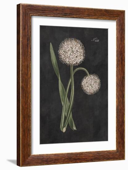 Allium II on Black-Wild Apple Portfolio-Framed Premium Giclee Print