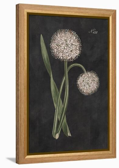 Allium II on Black-Wild Apple Portfolio-Framed Stretched Canvas