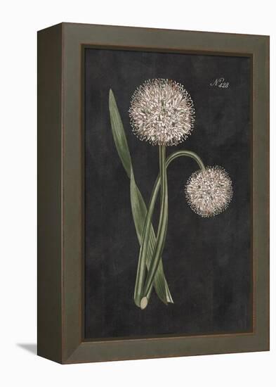 Allium II on Black-Wild Apple Portfolio-Framed Stretched Canvas