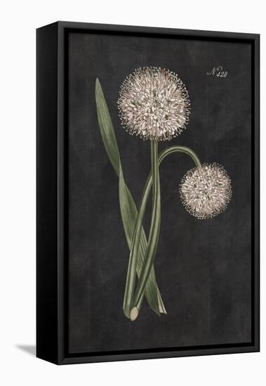 Allium II on Black-Wild Apple Portfolio-Framed Stretched Canvas