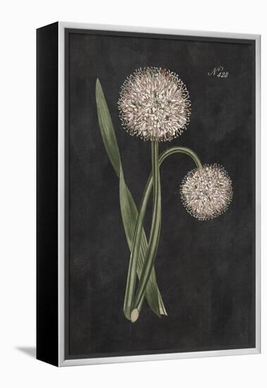 Allium II on Black-Wild Apple Portfolio-Framed Stretched Canvas