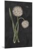 Allium II on Black-Wild Apple Portfolio-Mounted Art Print