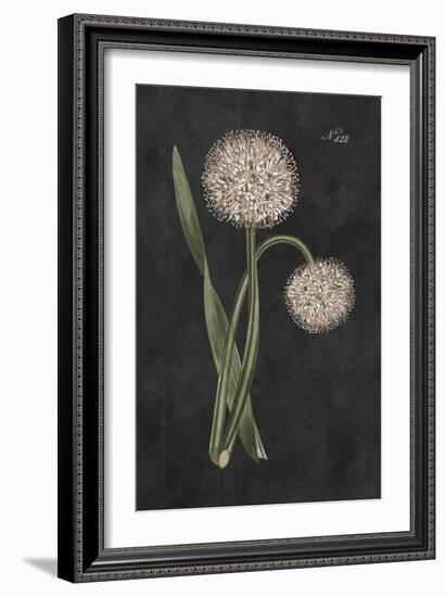 Allium II on Black-Wild Apple Portfolio-Framed Art Print