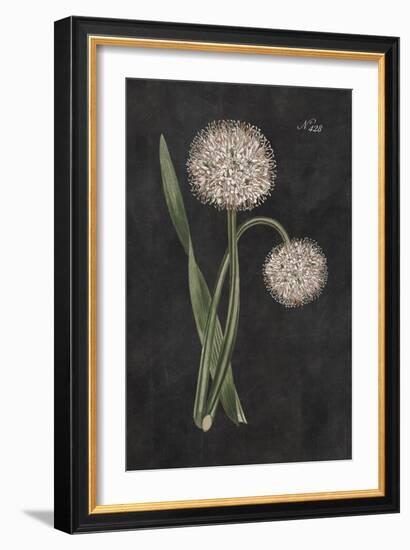 Allium II on Black-Wild Apple Portfolio-Framed Art Print