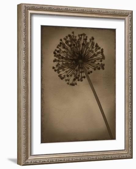 Allium II-Heather Jacks-Framed Giclee Print