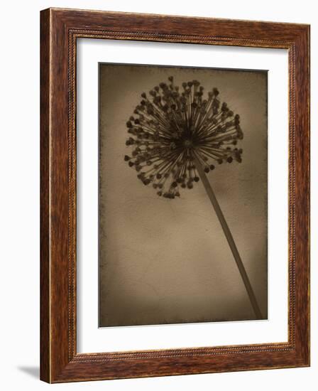 Allium II-Heather Jacks-Framed Giclee Print