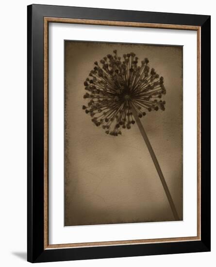 Allium II-Heather Jacks-Framed Giclee Print