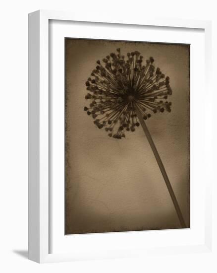 Allium II-Heather Jacks-Framed Giclee Print