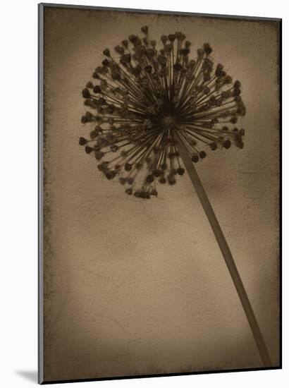 Allium II-Heather Jacks-Mounted Giclee Print
