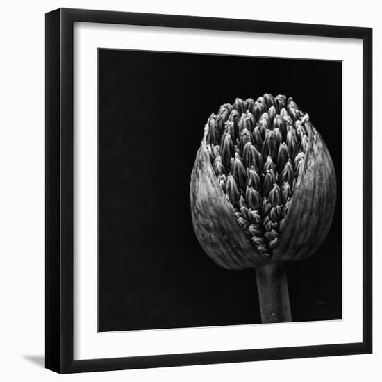Allium II-null-Framed Photographic Print