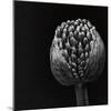 Allium II-null-Mounted Photographic Print