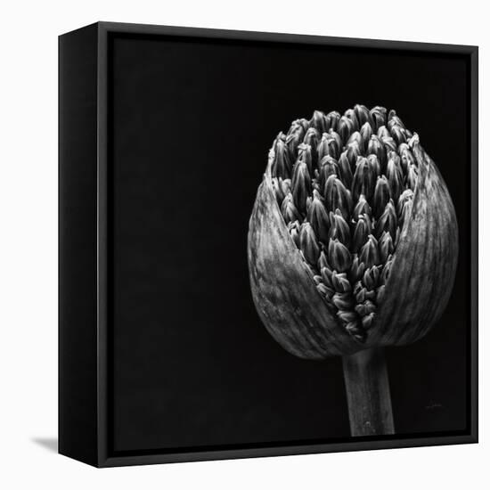 Allium II-null-Framed Premier Image Canvas