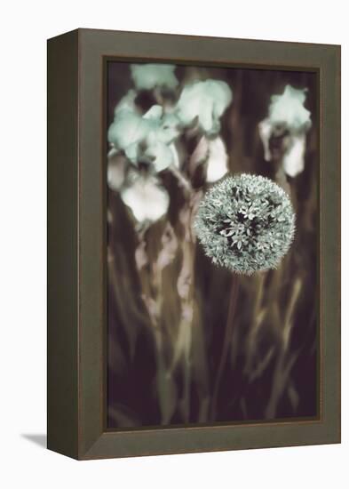 Allium Mint-Mindy Sommers-Framed Premier Image Canvas