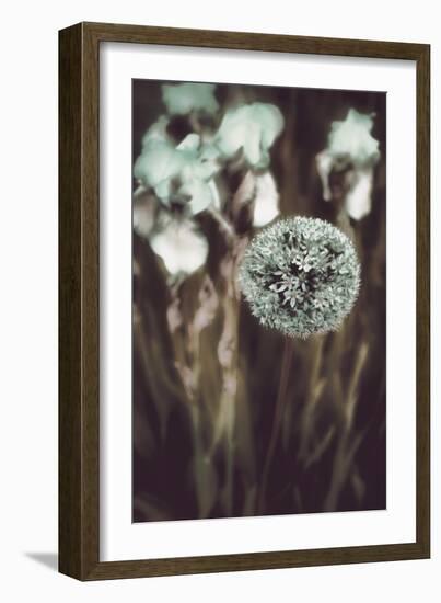 Allium Mint-Mindy Sommers-Framed Giclee Print