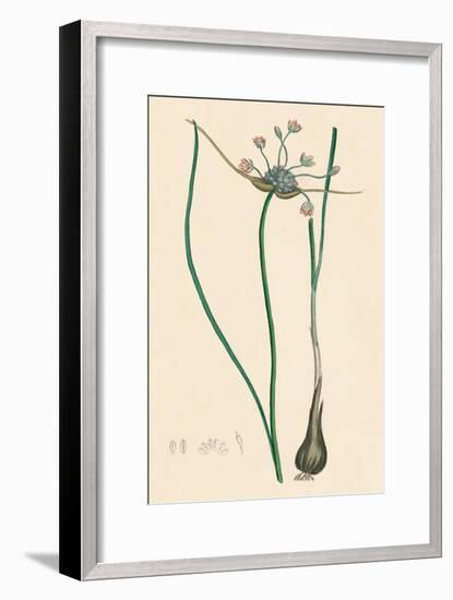 'Allium oleraceum, var. genuinum. Field Garlic, var. a', 19th Century-Unknown-Framed Giclee Print