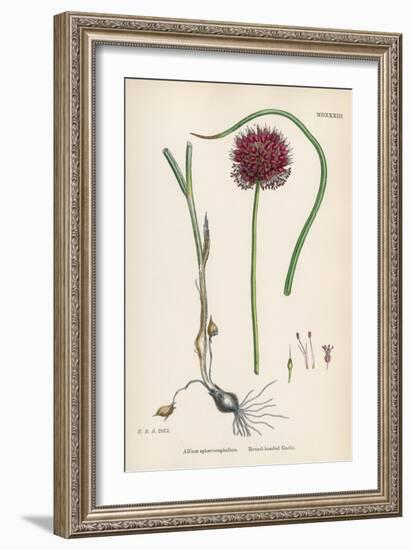 Allium-Round Head Garlic-John Edward Sowerby-Framed Art Print