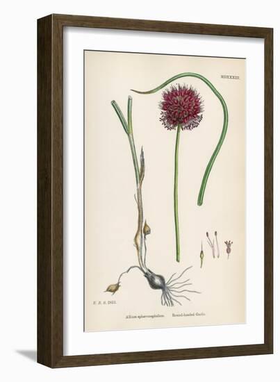 Allium-Round Head Garlic-John Edward Sowerby-Framed Art Print