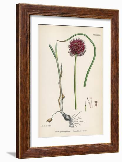 Allium-Round Head Garlic-John Edward Sowerby-Framed Art Print